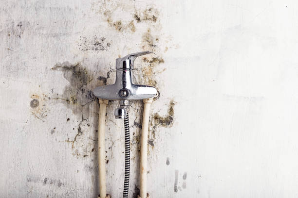 Best Fast Mold Removal  in North Brooksville, FL