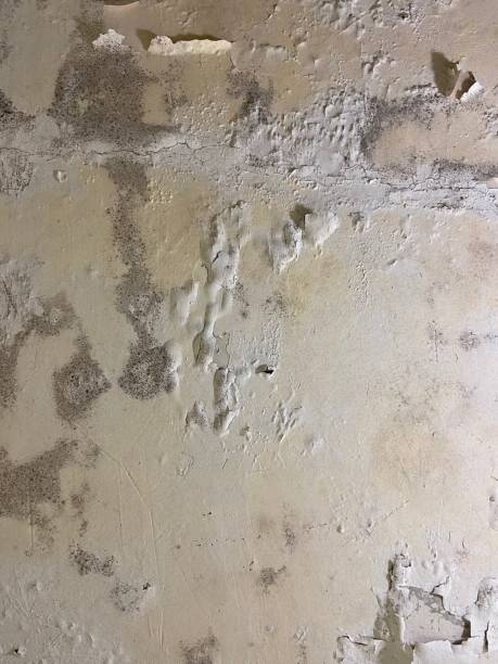 Best Mold Testing  in North Brooksville, FL