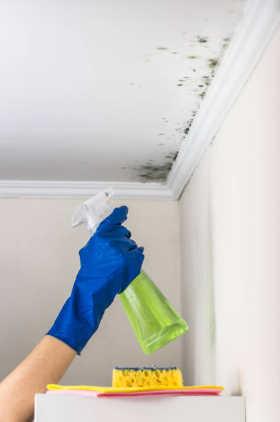 Crawl Space Mold Removal in North Brooksville, FL